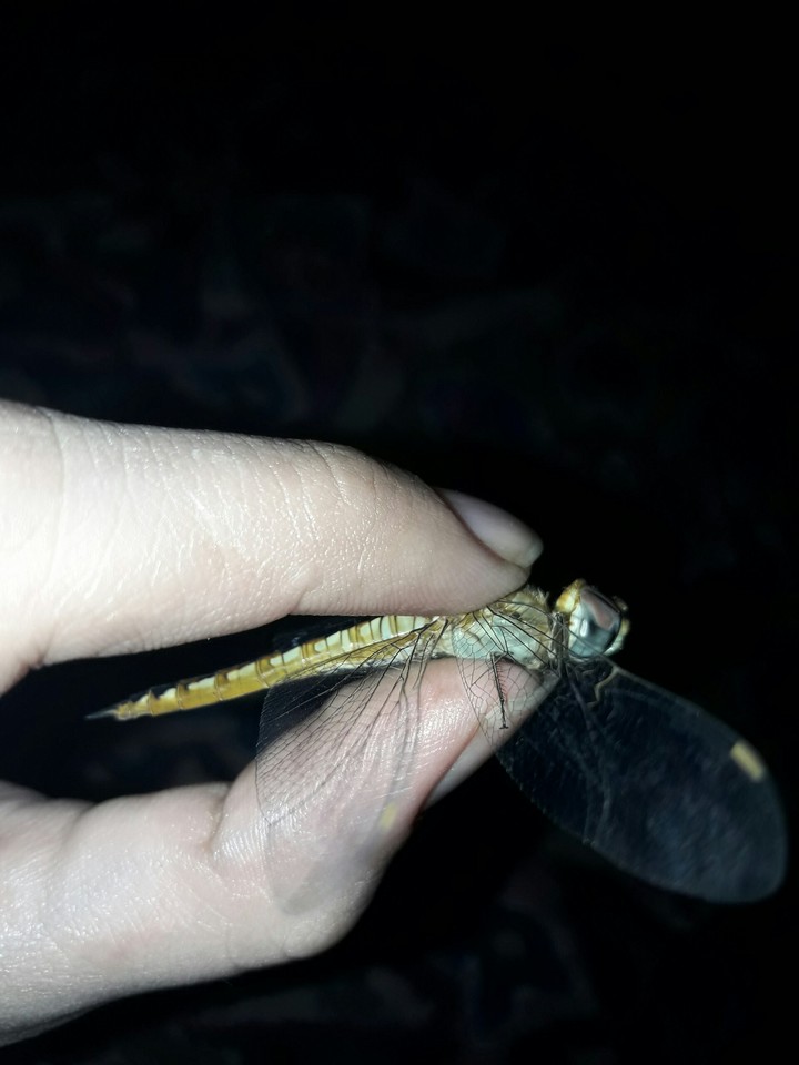 dragonfly