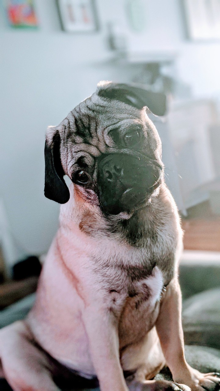 Gus-Gus the Pug