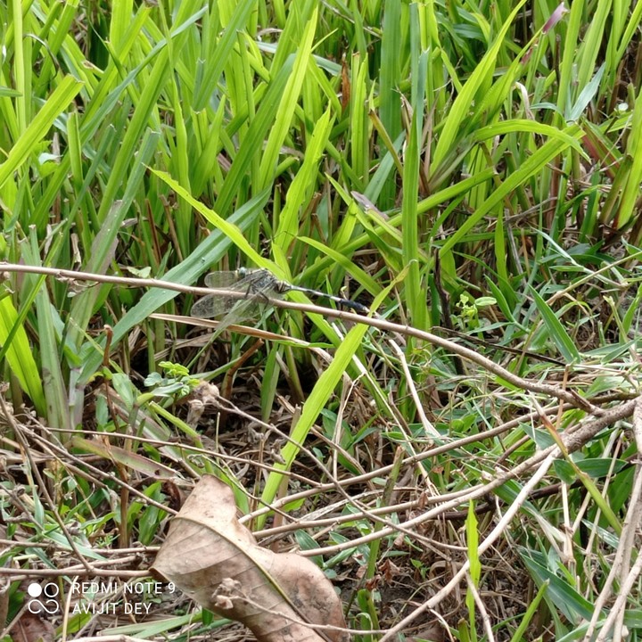 dragon fly