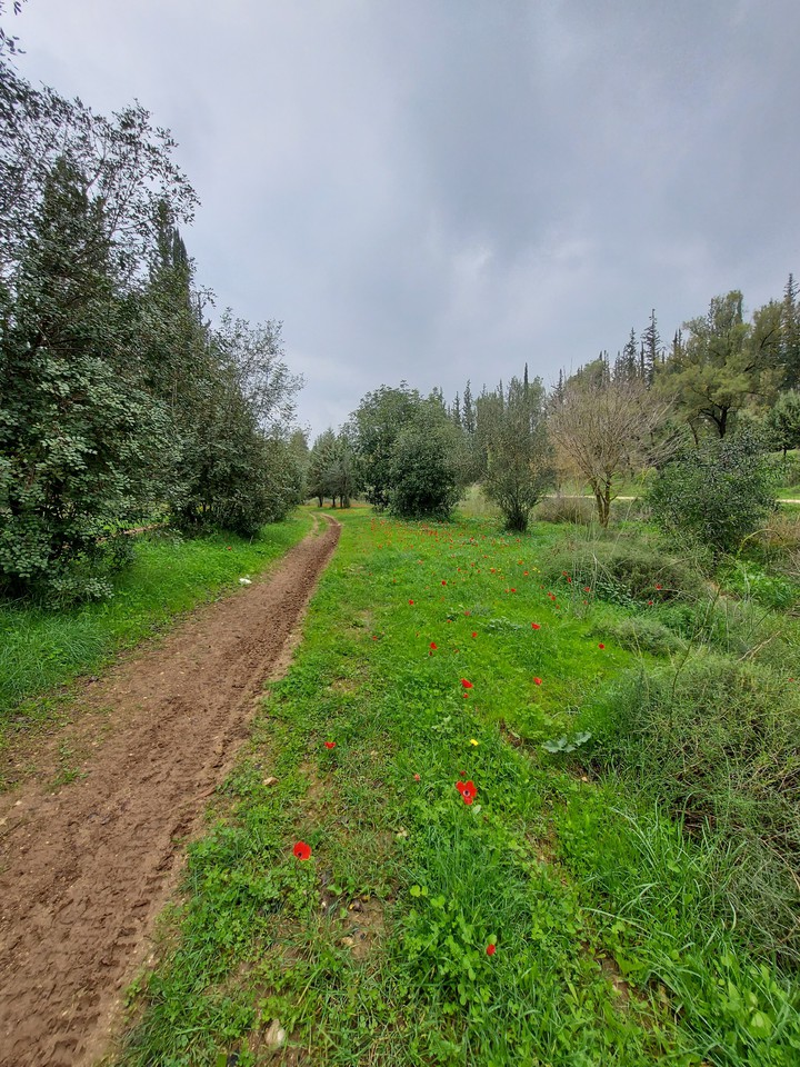 forest path