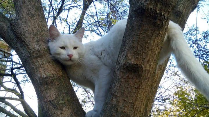 White kitty