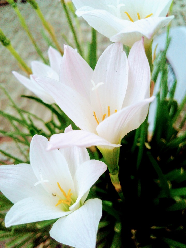 some of white color flowers