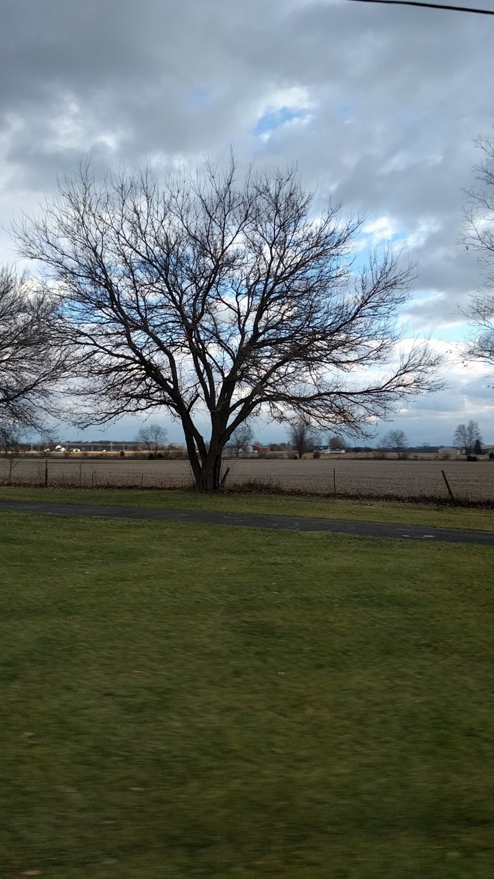 tree and grass