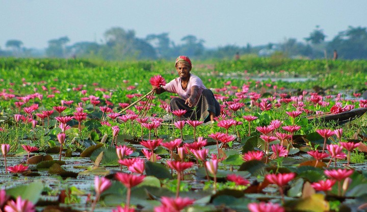 lily flower of Bangladesh bil