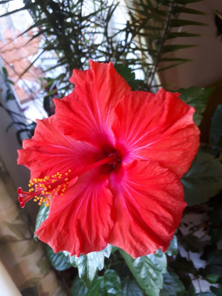 Blume
