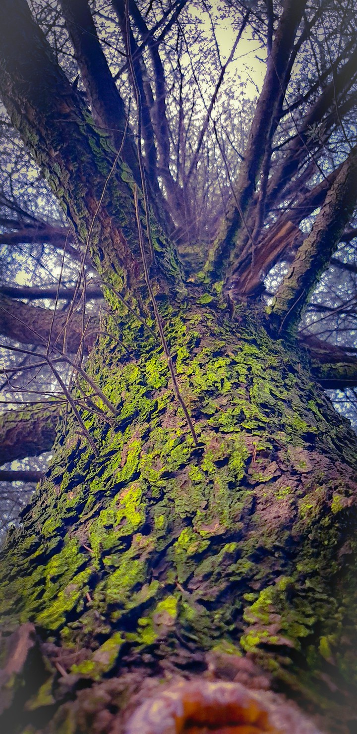 A winter's Oaktree