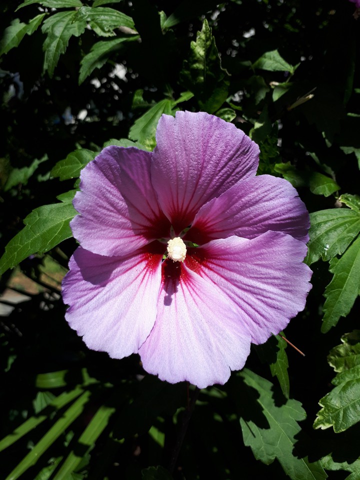 Sochi flower