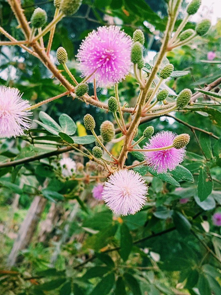Flor Morada