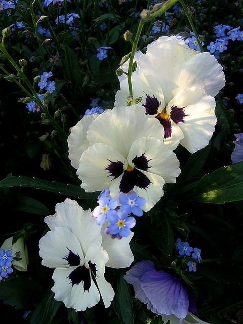 ❤ Pansies & Forget Me Nots ❤