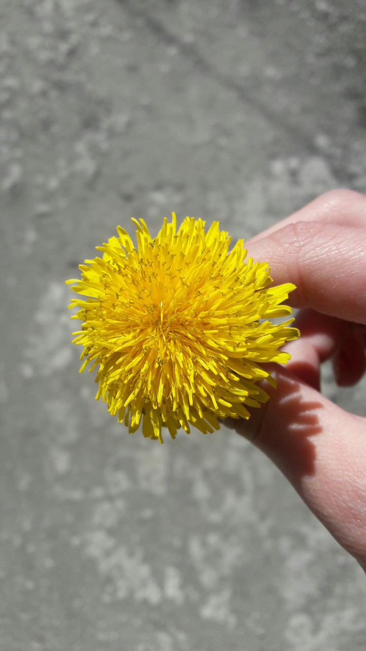 Одуванчик // Dandelion