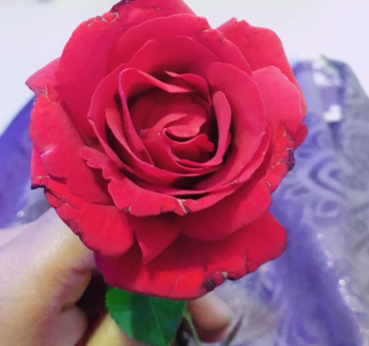 roseeee