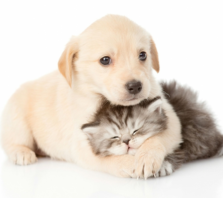 animals