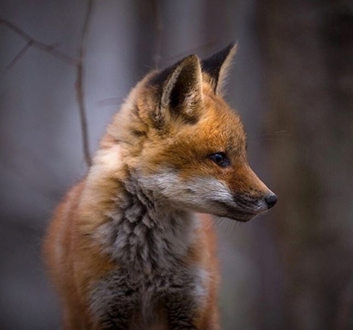 Cute fox