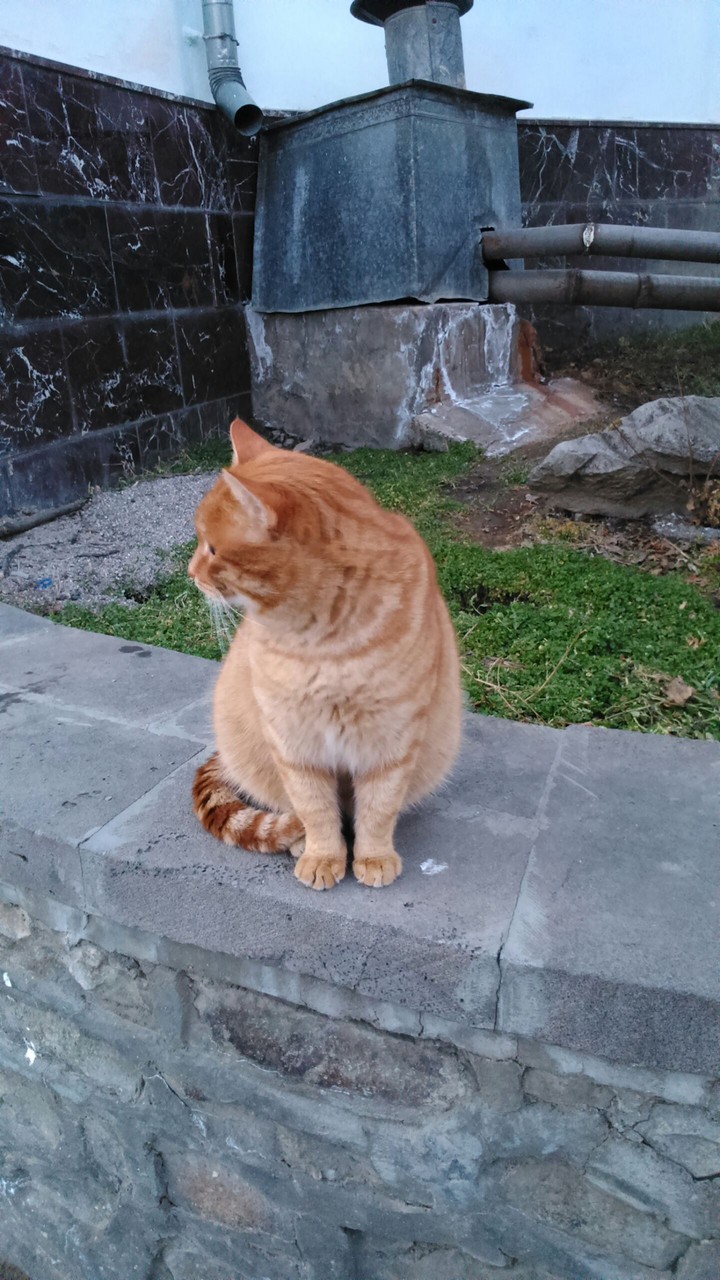cat