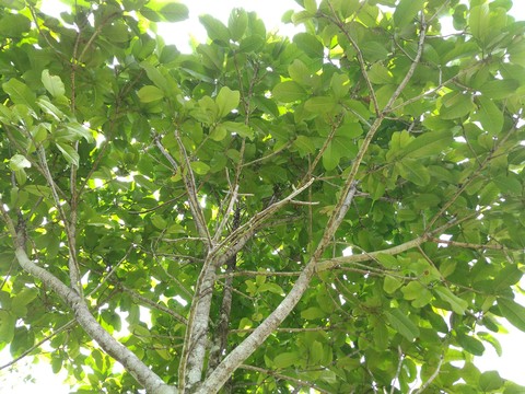tree