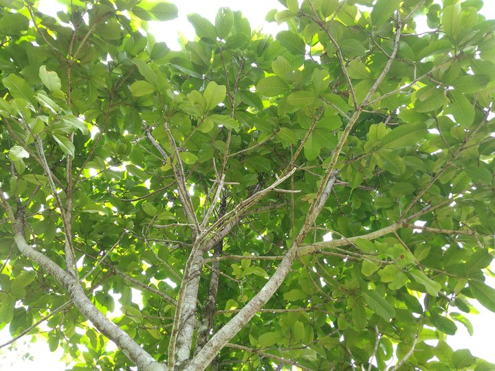 tree