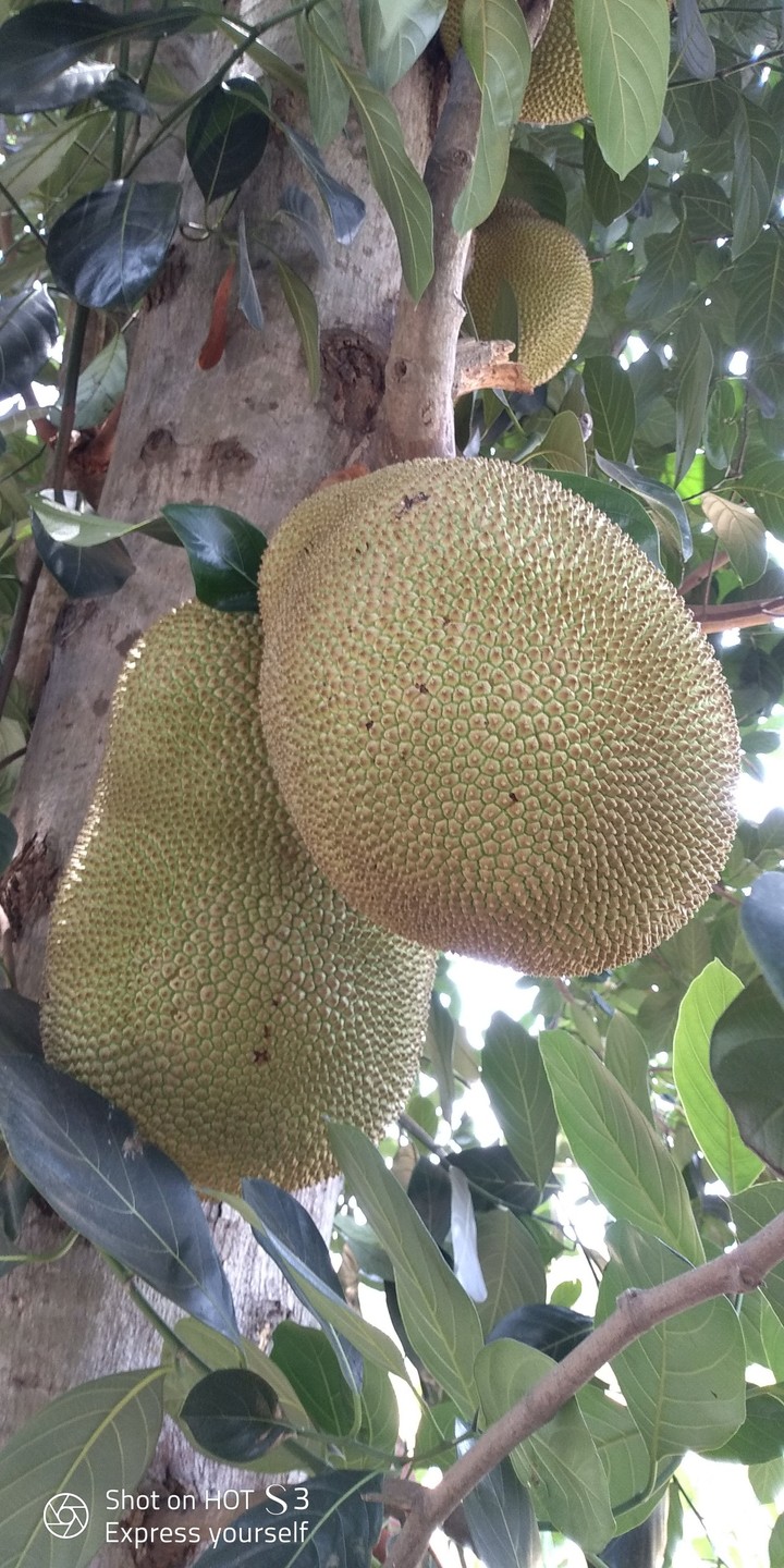 jackfruit