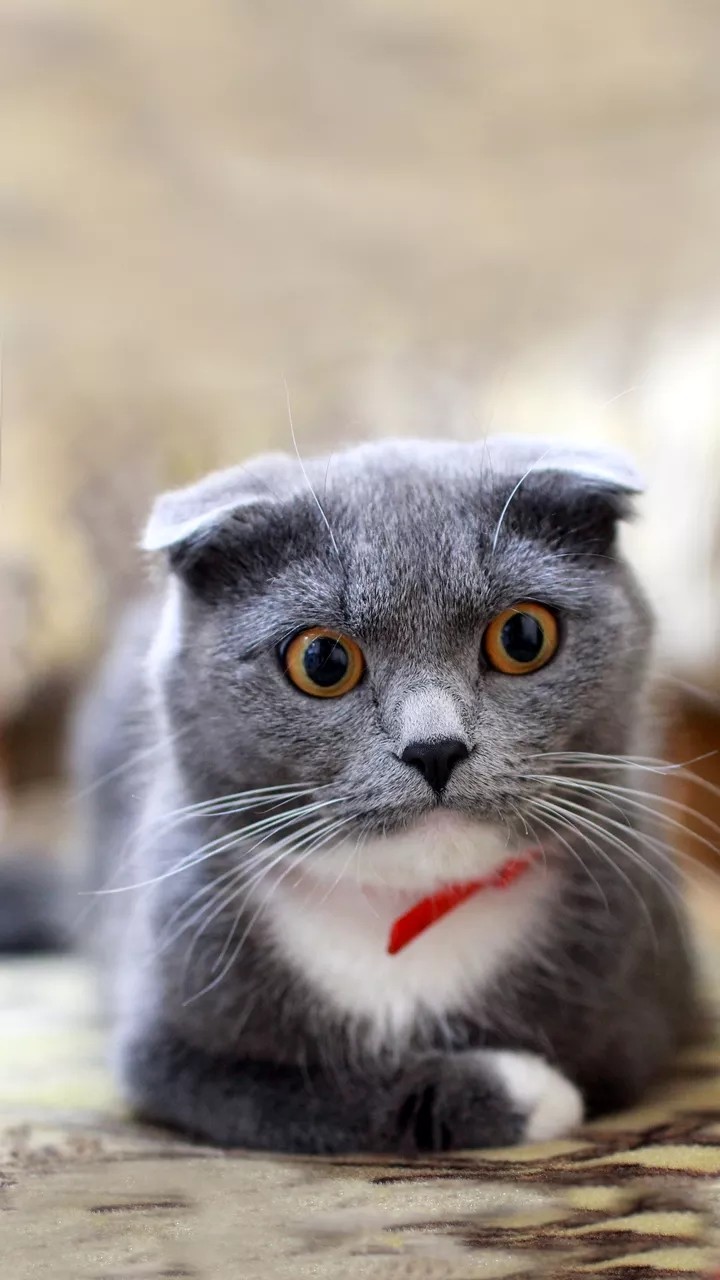 cute cat