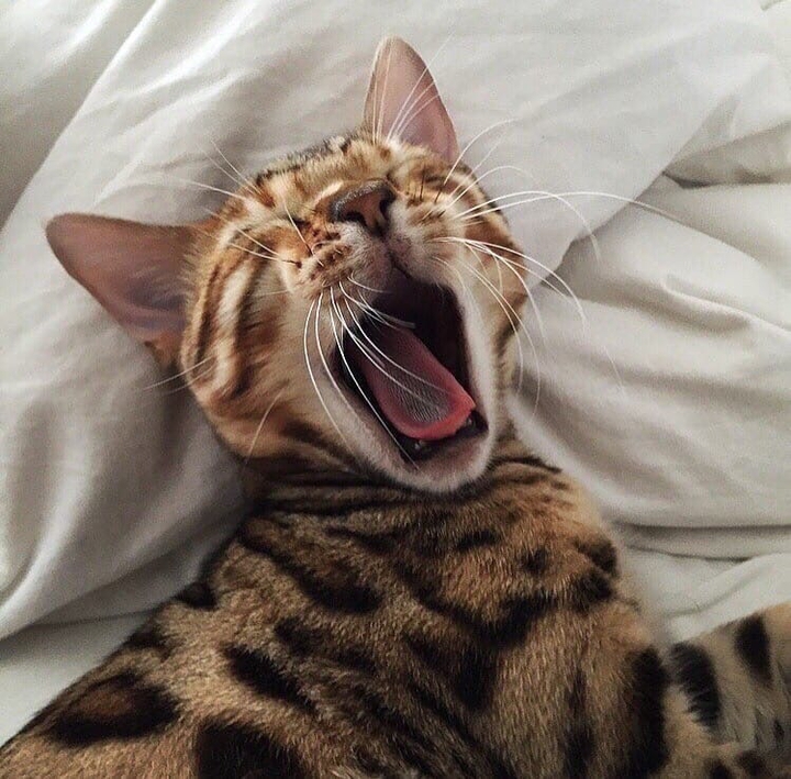 кот