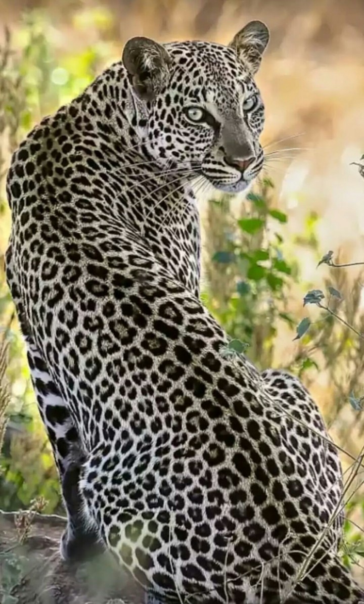 leopar