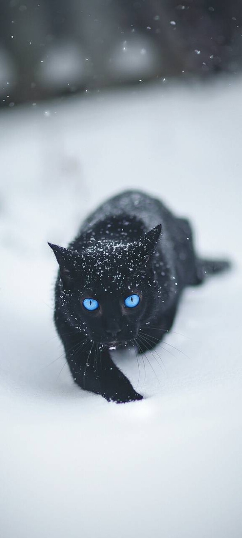 bombay, whiskers achtergronden