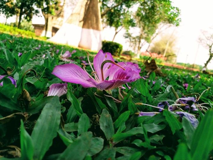 flower