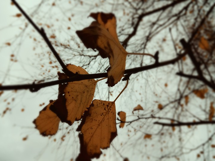 Fell like An Autumn Leaf