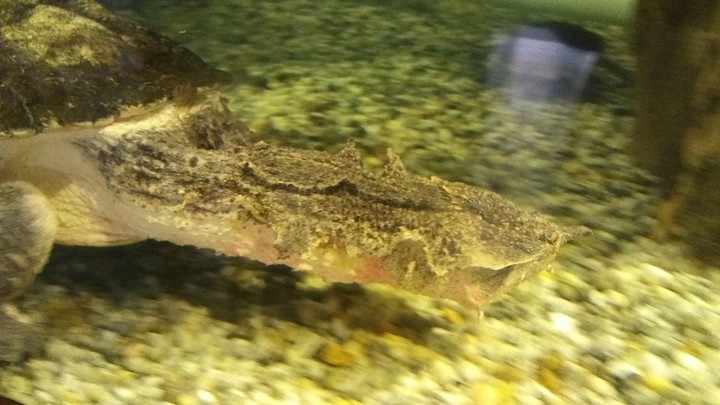 Mata Mata Turtle, Cape May Zoo