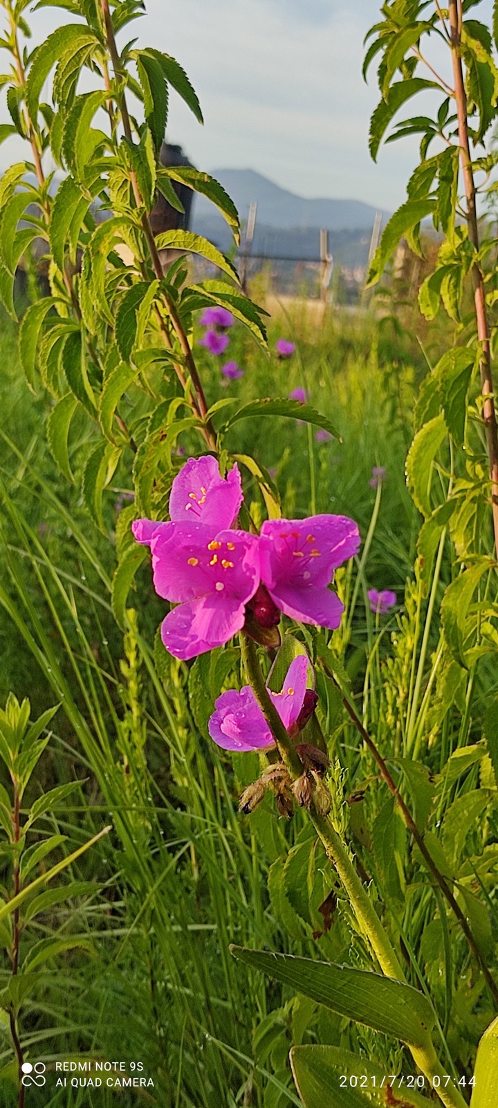 color intenso