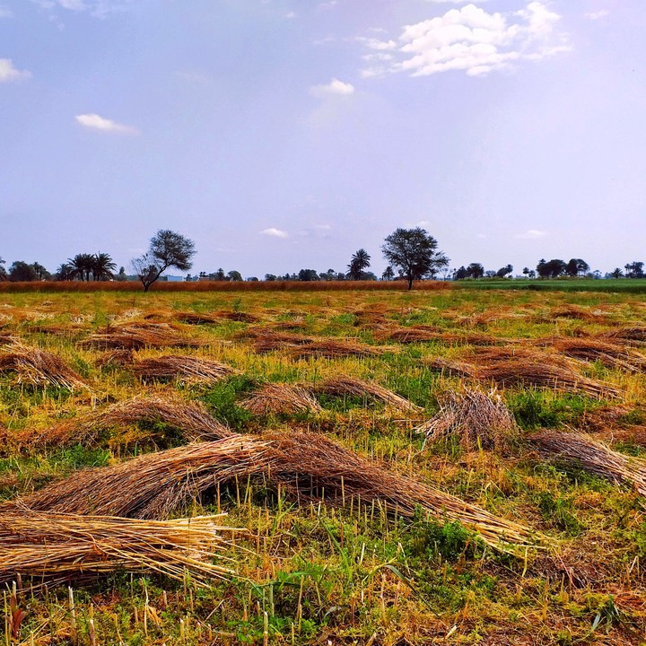 Village beauty,Jhang, Pakistan
