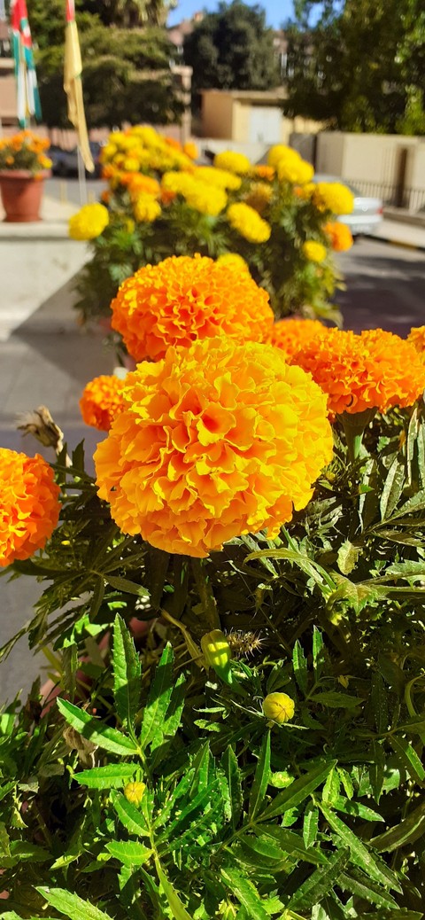 beautiful orange