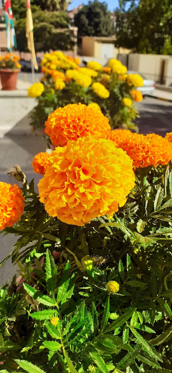 beautiful orange