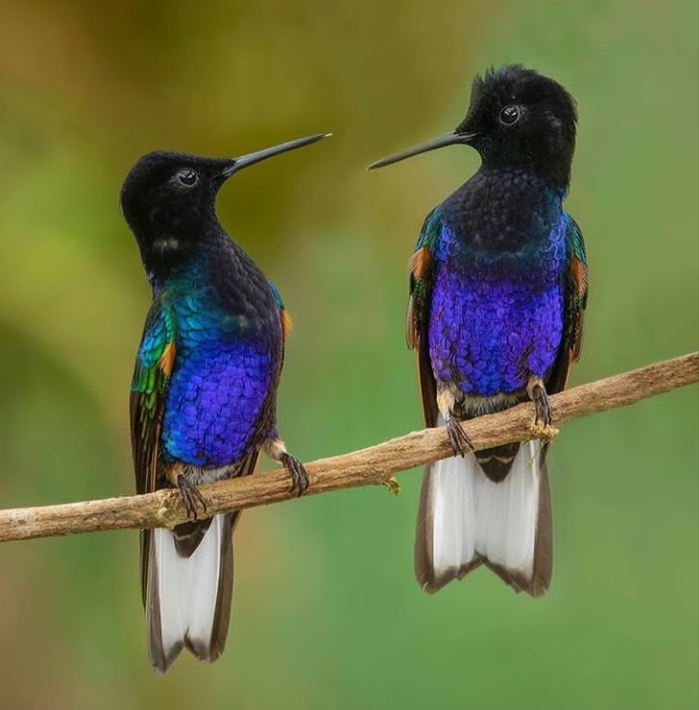Birds