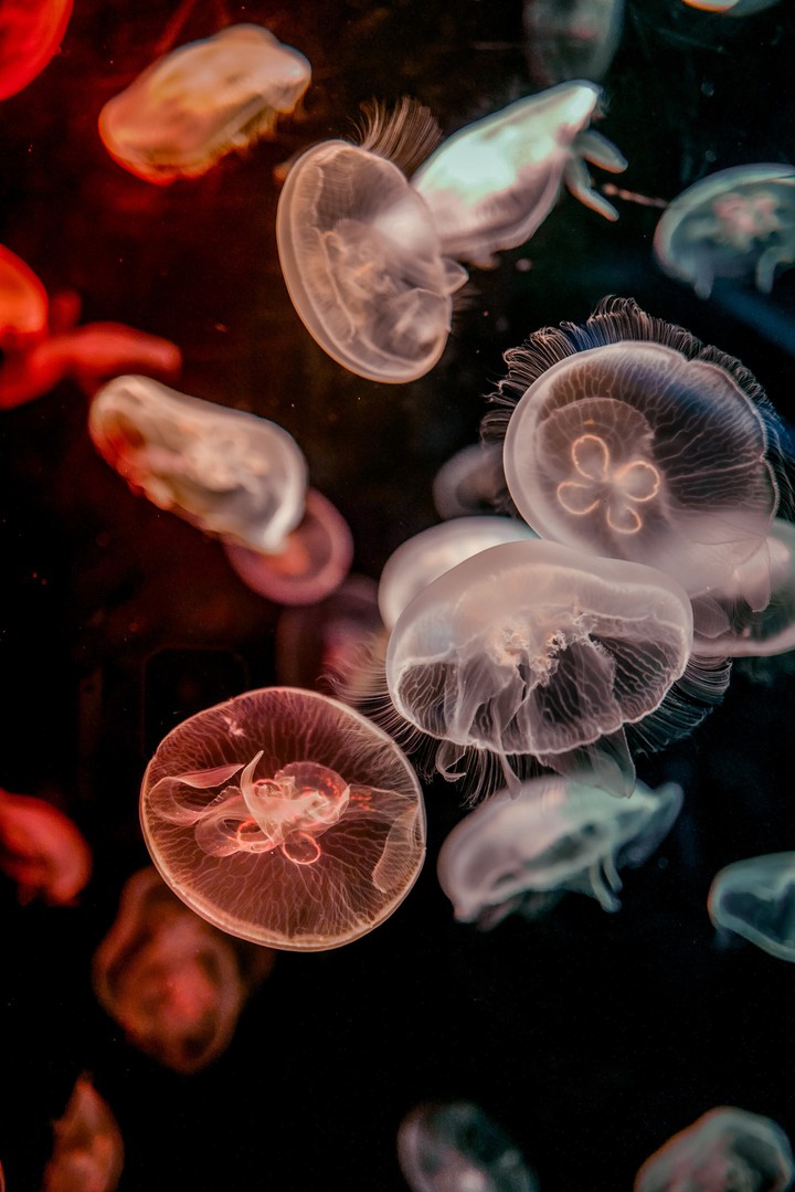 jellyfish