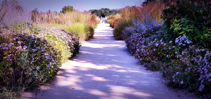 wild shadows