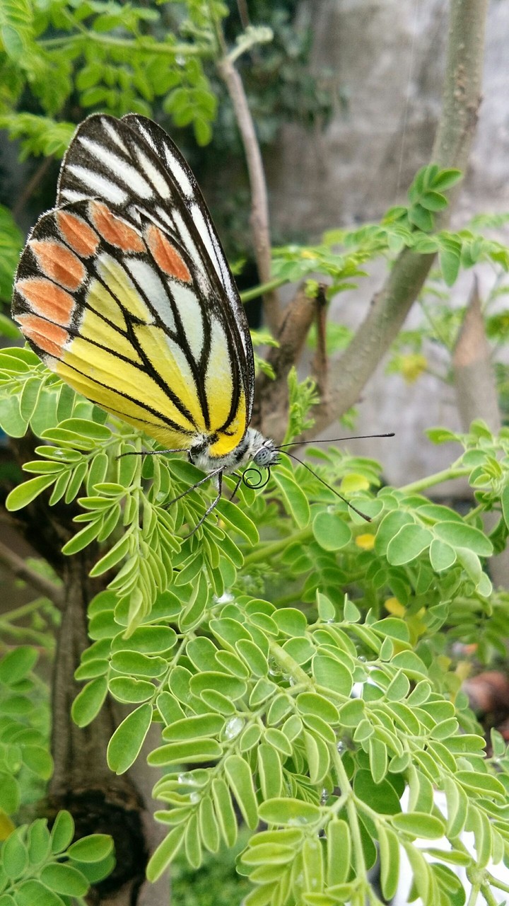 butterfly