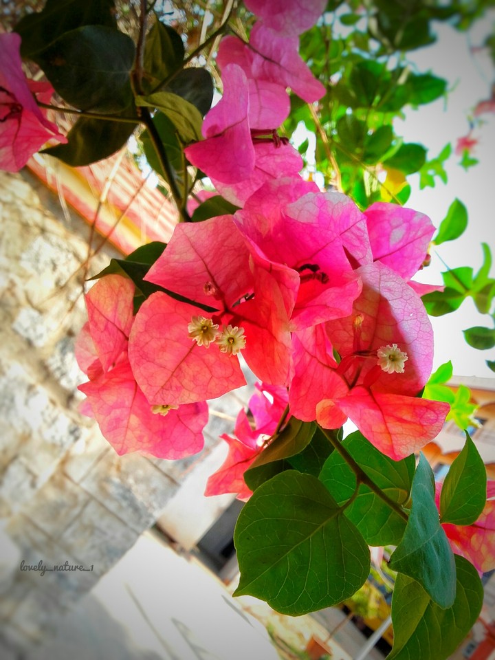 Pink flowers