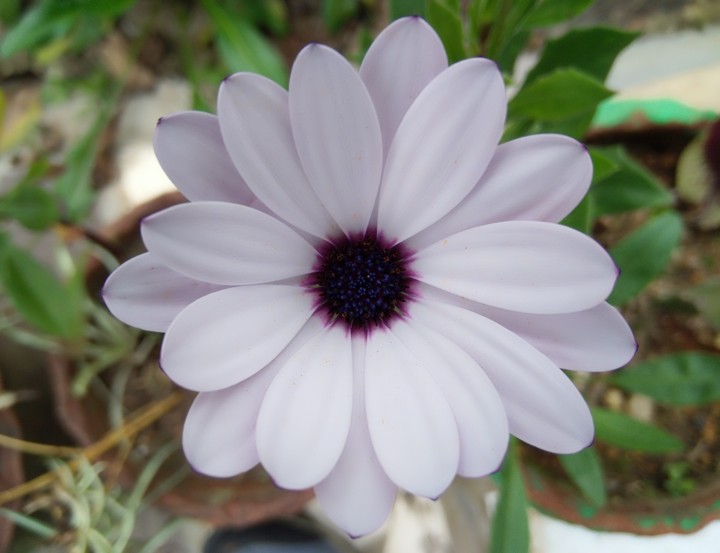 Pinky White
