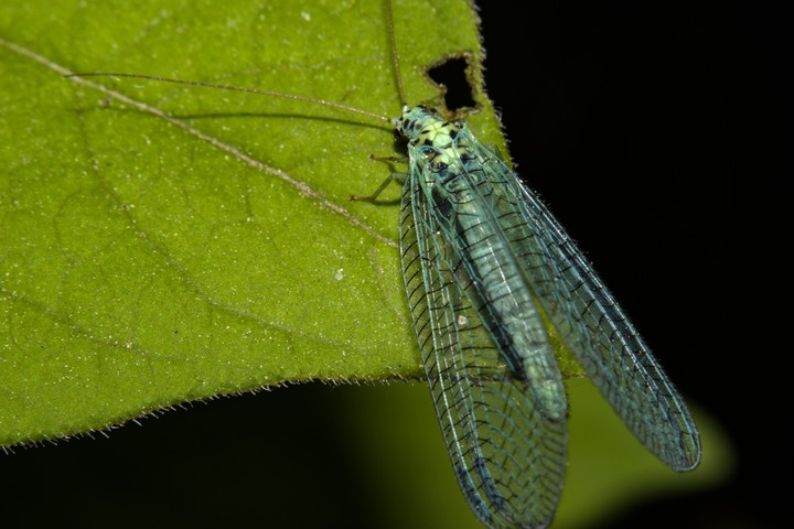 batterfly