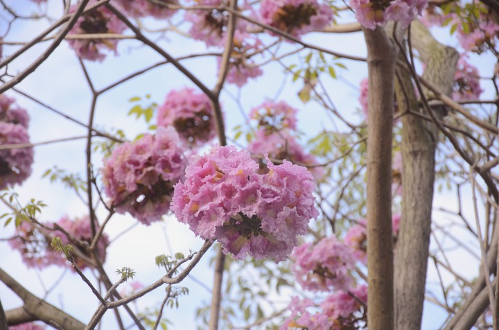Tabebuia rosea
