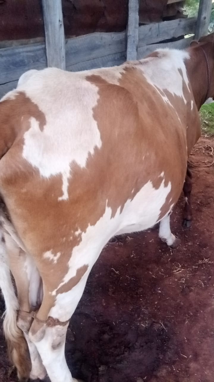 milking time