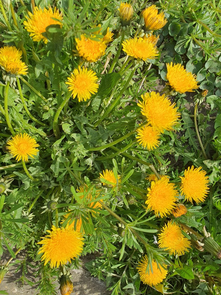 flowers
