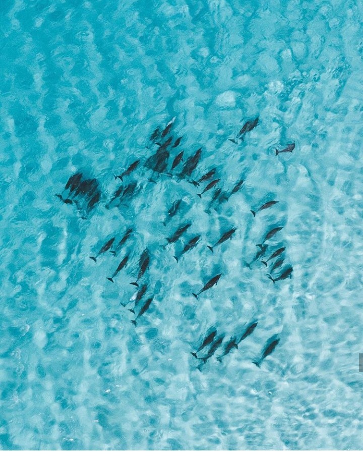 Dolphin herd