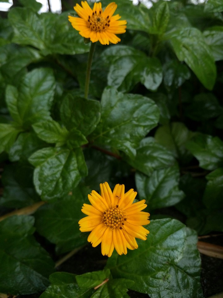 tiny ant## on yellow $$