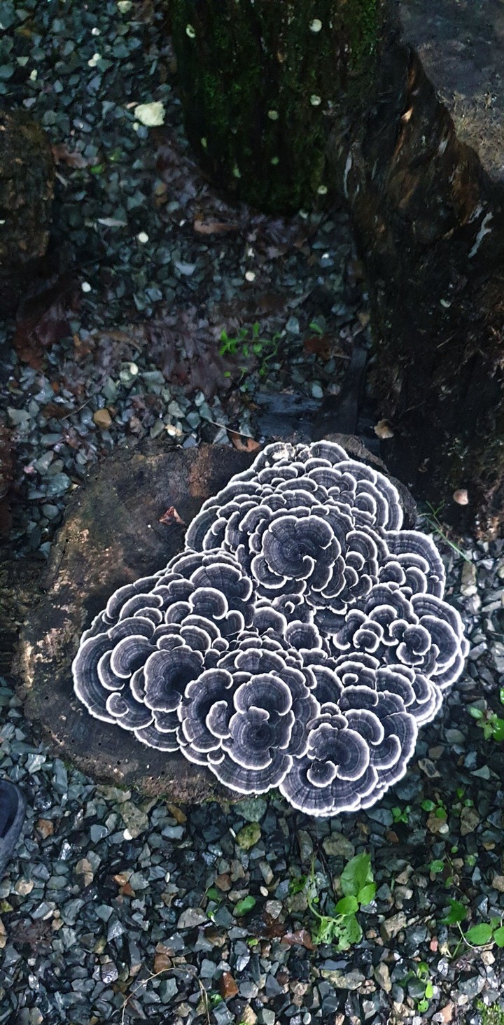 바섯