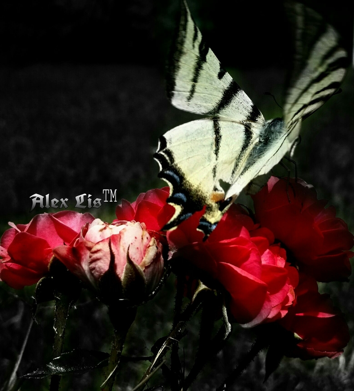 the rose