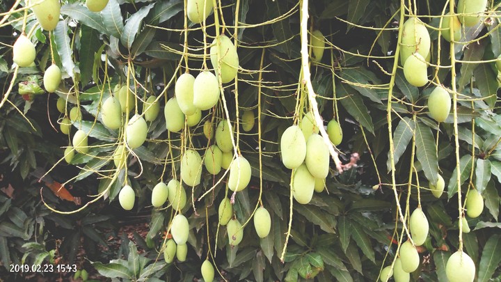 Mangoes