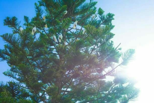 tree