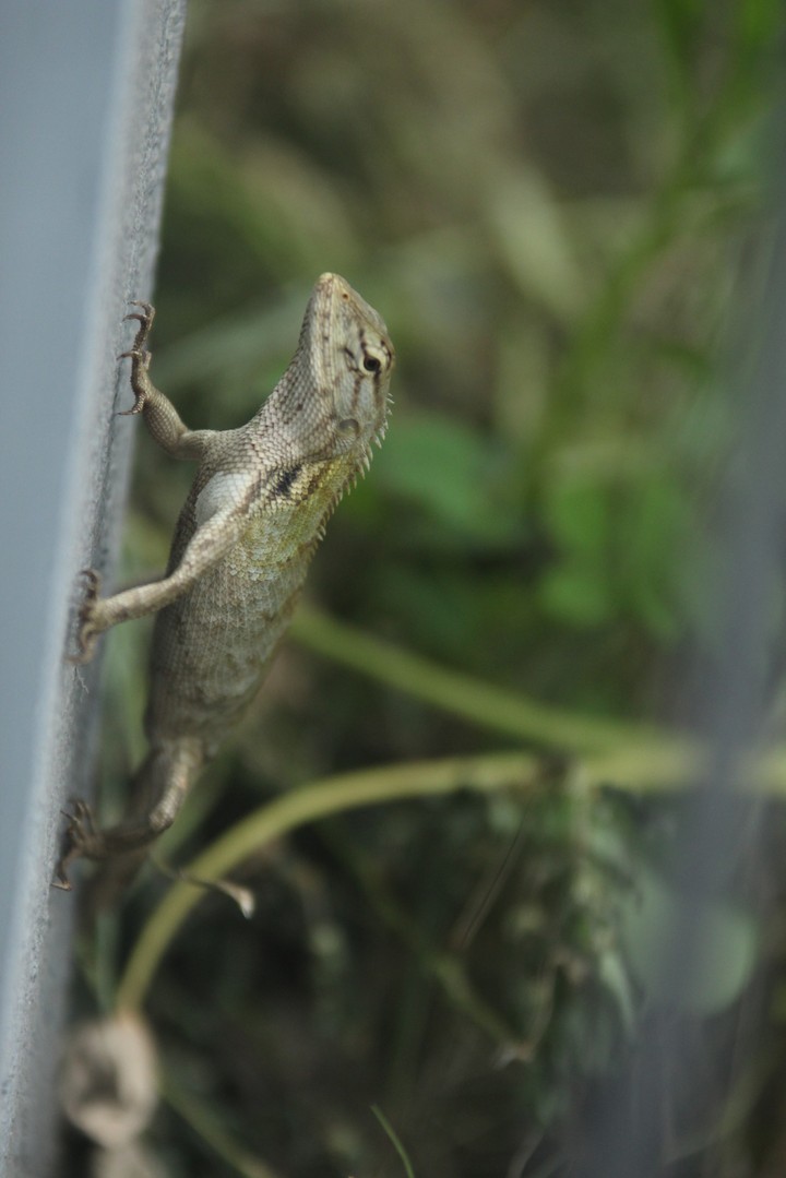 lizard