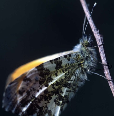 тапети wing, butterfly